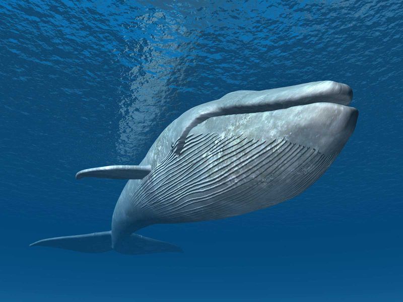 Ocean Nomads That Travel Thousands Of Miles