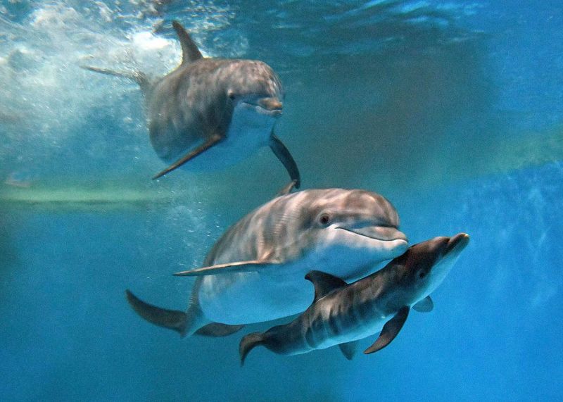 Dolphins Have Belly Buttons