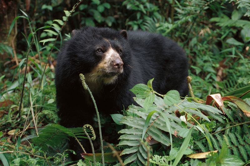 They Are Critical For Seed Dispersal