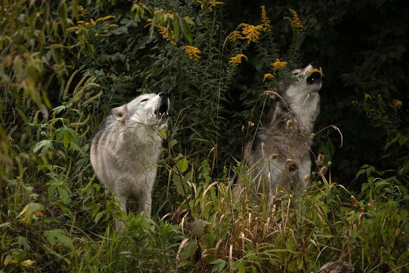 Wolves Invented Social Distancing