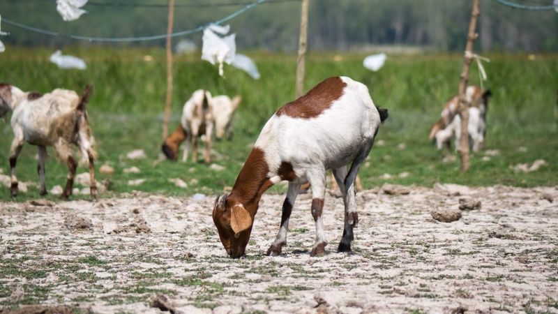 Goats Don't Need Gas Or Repairs