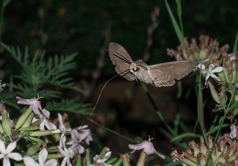 Some Butterflies Pollinate At Dusk