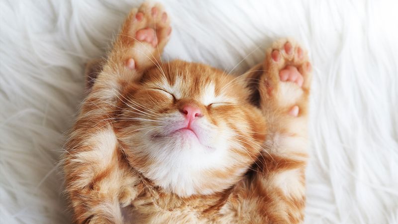 Their Calm Presence Reduces Stress Hormones