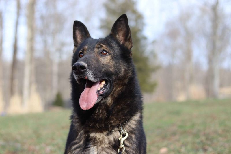 The History Of The Alsatian In Europe Vs. The GSD's International Impact