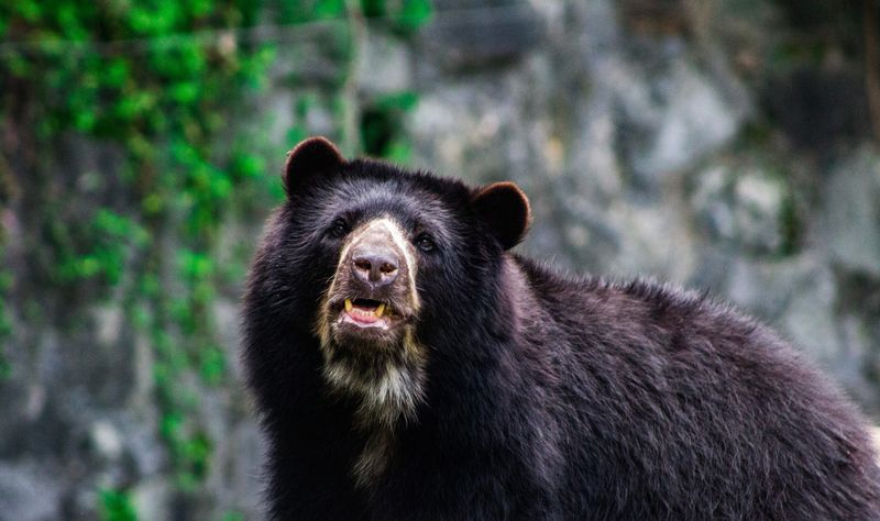 They Have Powerful Jaws For Crushing Tough Foods