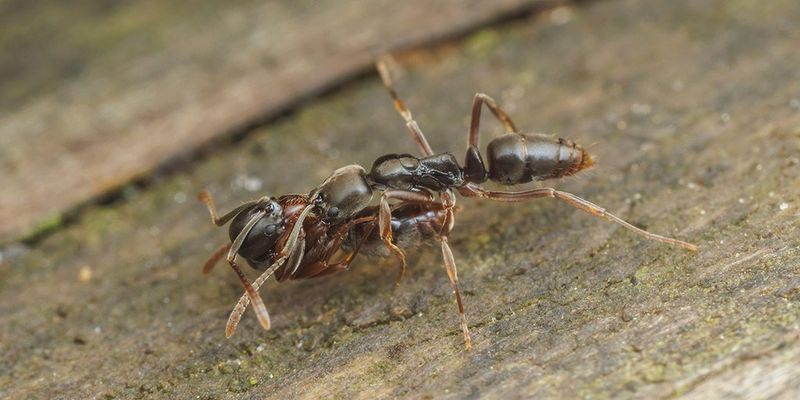 They Invade Natural Forests, Not Just Urban Areas