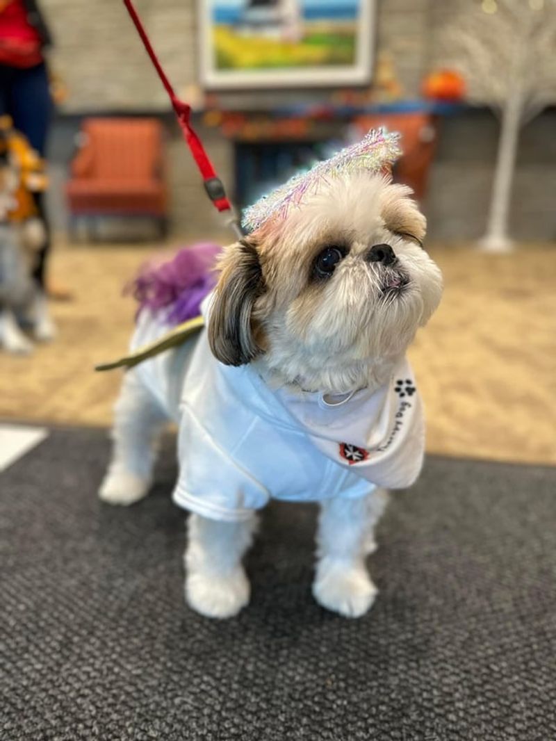 Why Shih Tzus Are Often Chosen For Therapy Work