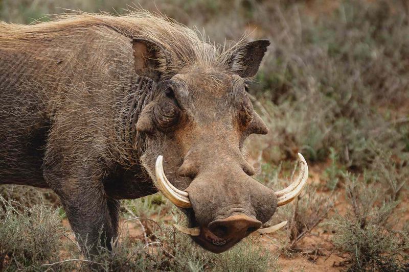 Wild Boars Grow Massive Tusks