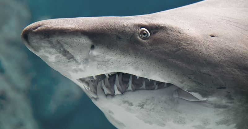 Bull Sharks Can Regrow Teeth Throughout Their Lives