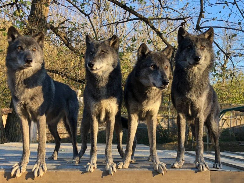 Wolves Can Smell Fear - Literally