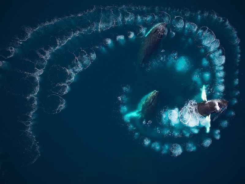 Bubble-Net Feeding Is A Team Effort