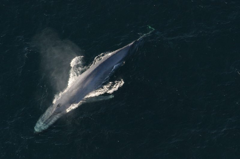 Masters Of The Deep, Yet Gentle Giants