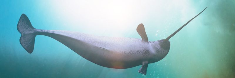 Narwhals Can Dive Deep