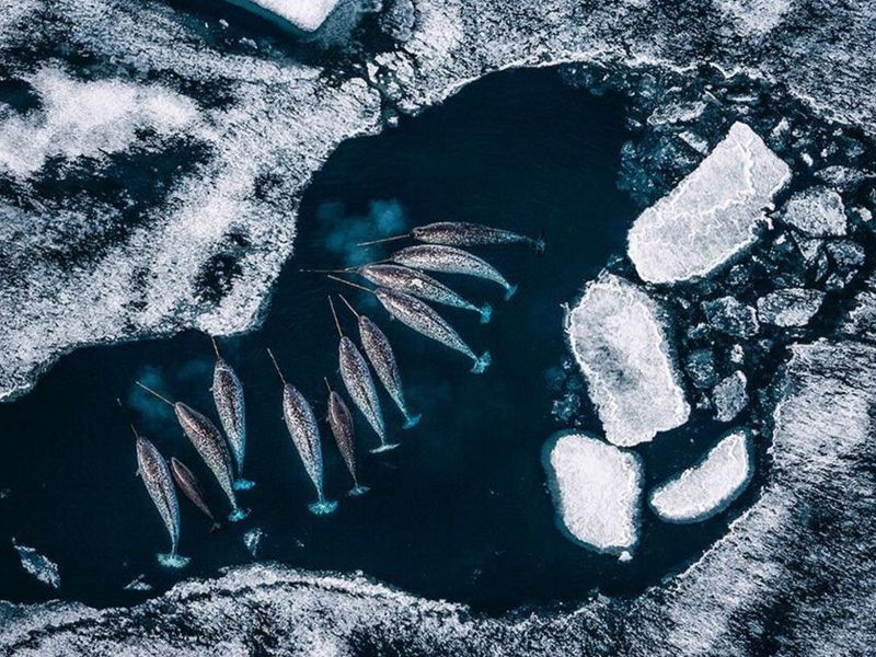 Narwhals Live In The Arctic