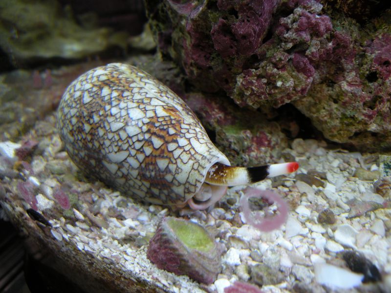 Safe Shell Collection Tips