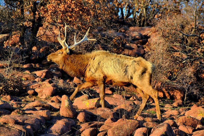 Wichita Mountains Wildlife Refuge, Oklahoma