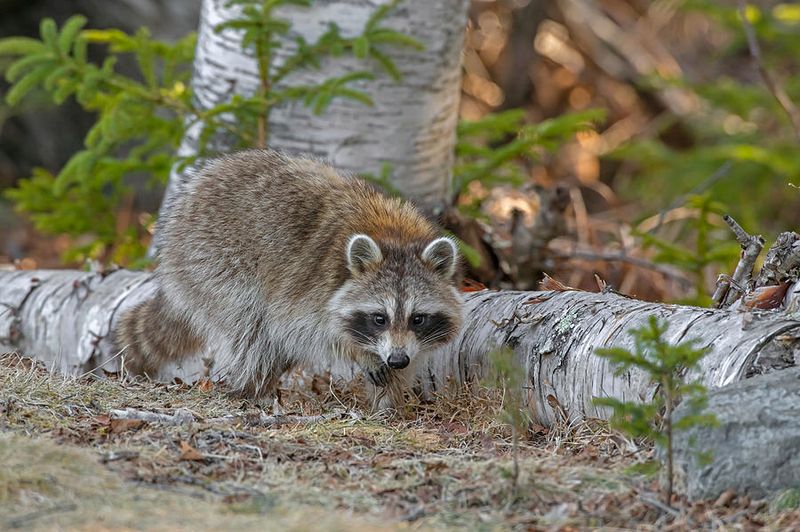 Acadia's Resourceful Raccoons