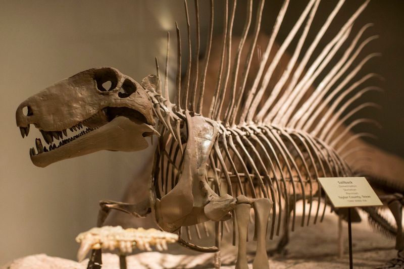 Fossil Finds And Growing Curiosity
