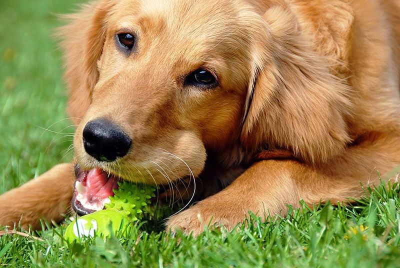 Bonding With Golden Retrievers
