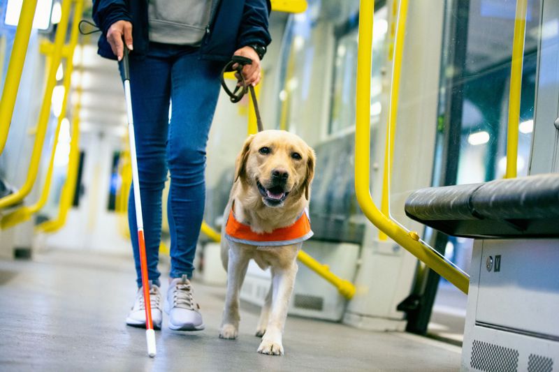 Service Dogs