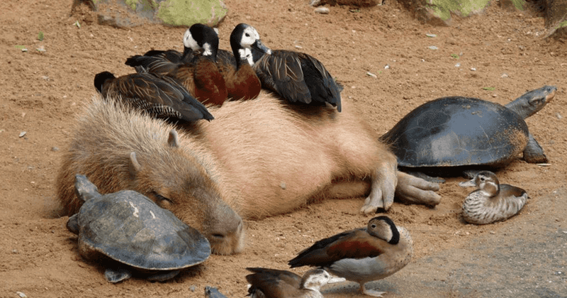 Capybaras: Nature's Peace Ambassadors