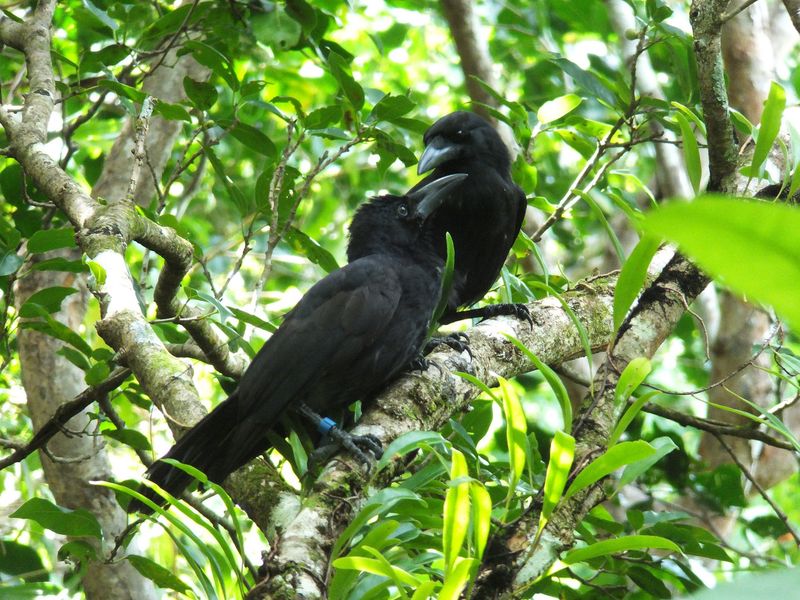 The Birds Are Now Mating And Nesting On Their Own