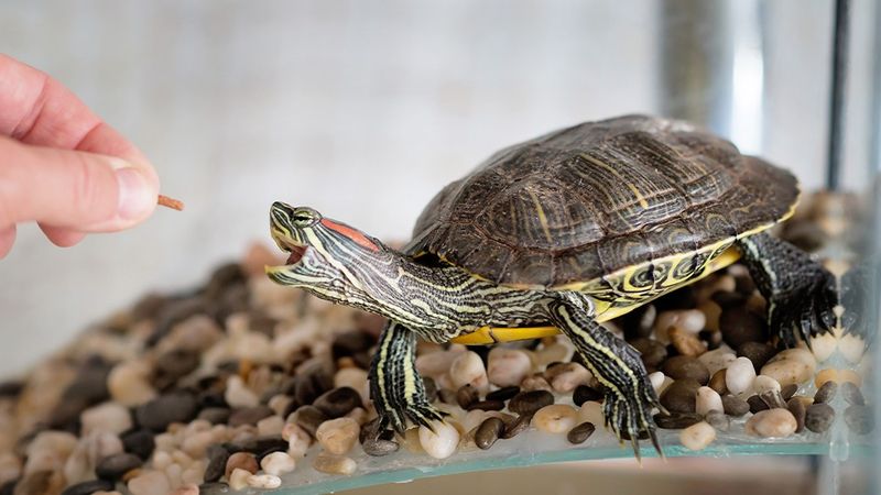 Turtle Food