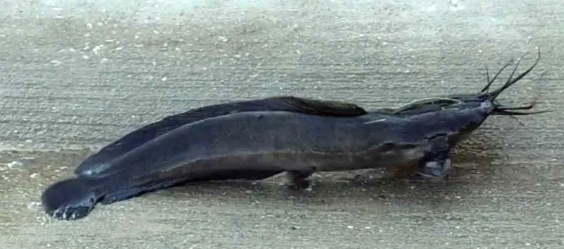 Walking Catfish