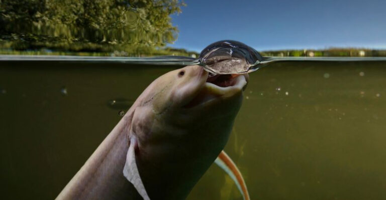These 12 Fish Can Breathe Air And Survive On Land (One Can Even Last A Month)