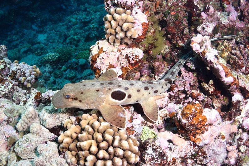 Walking Sharks Navigate Coral Reefs On Fins