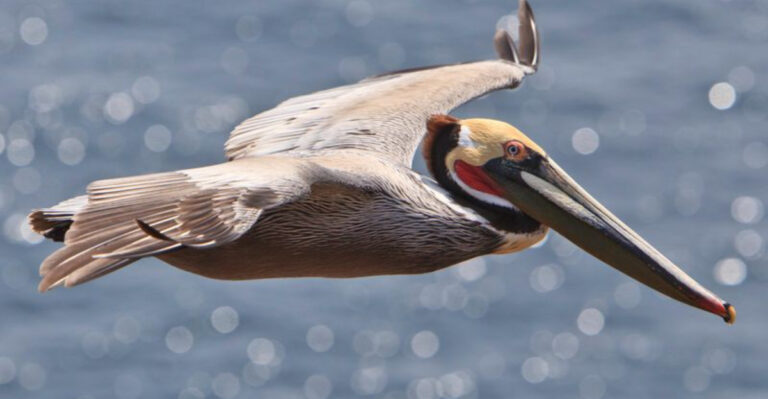 These 15 Bird Species Have Lost Half Their Populations -Can They Still Be Saved?