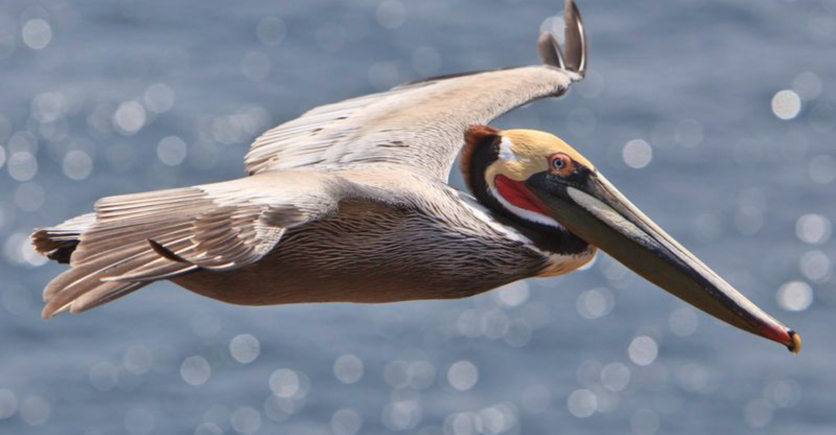These 15 Bird Species Have Lost Half Their Populations -Can They Still Be Saved?