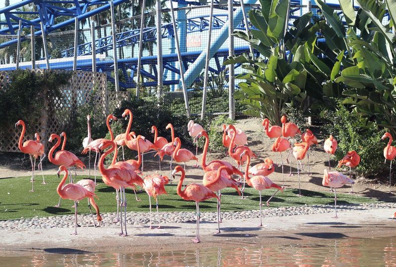 San Diego Zoo's Wild Wonderland