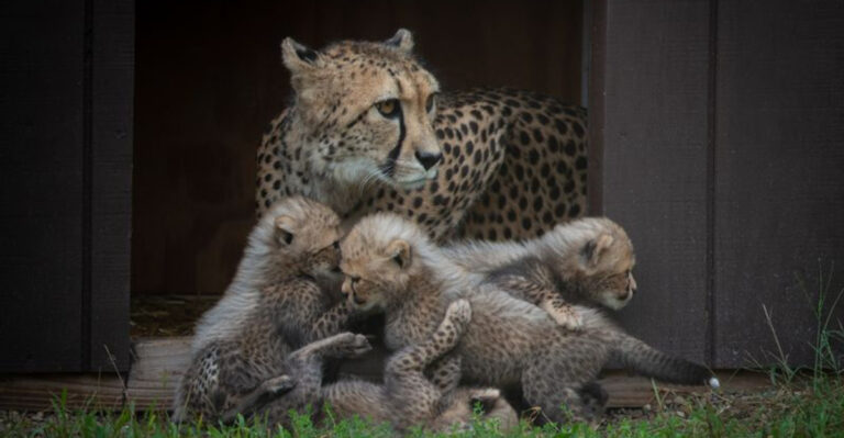 These 16 American Zoos House The Most Animals