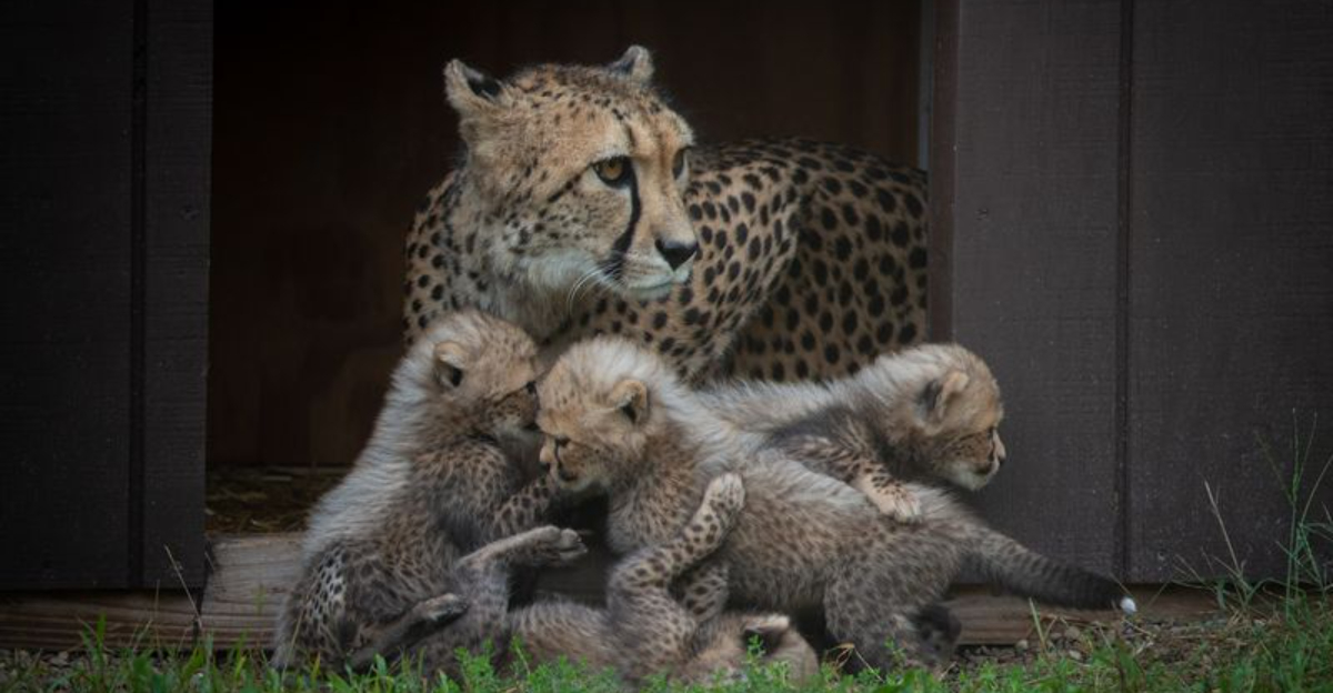 These 16 American Zoos House The Most Animals