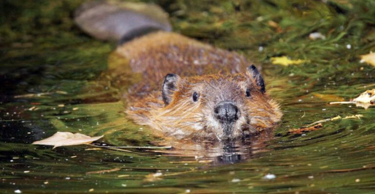 These Are The 12 Animals That Astonished The First Settlers To America