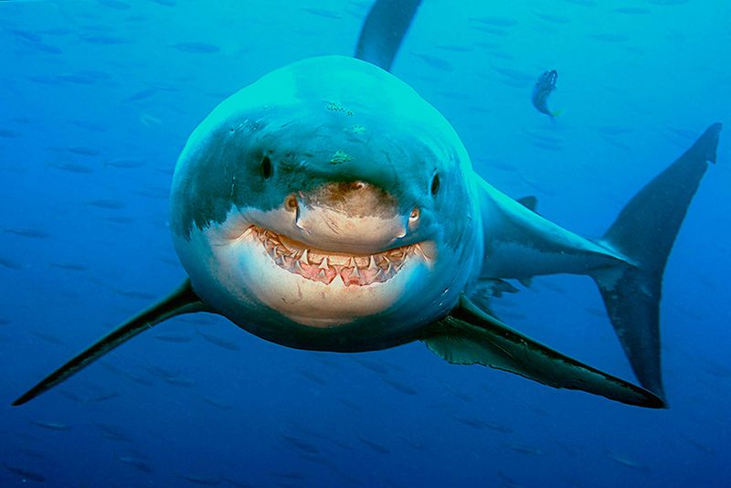 Great White Shark