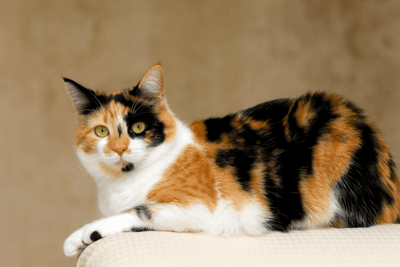 Domestic Shorthair Calico