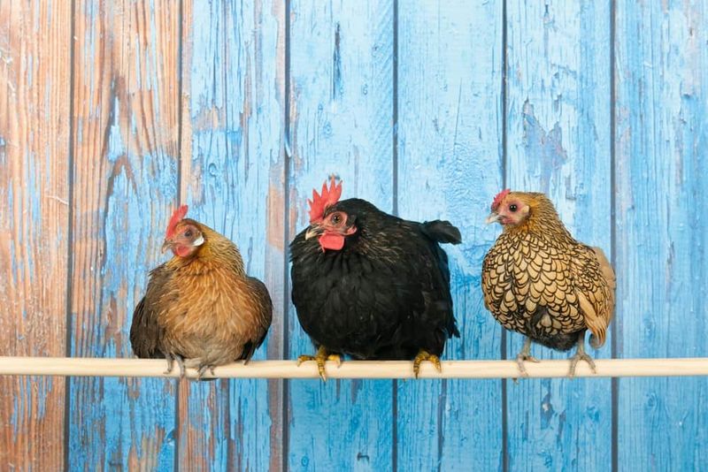Bantam Chickens