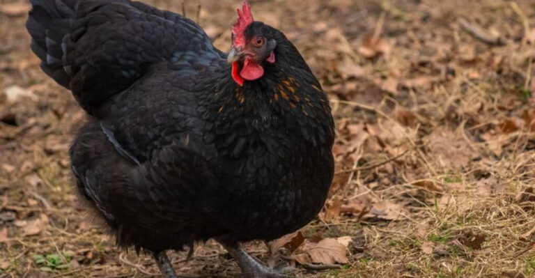 These Chicken Breeds Thrive In Small Coops