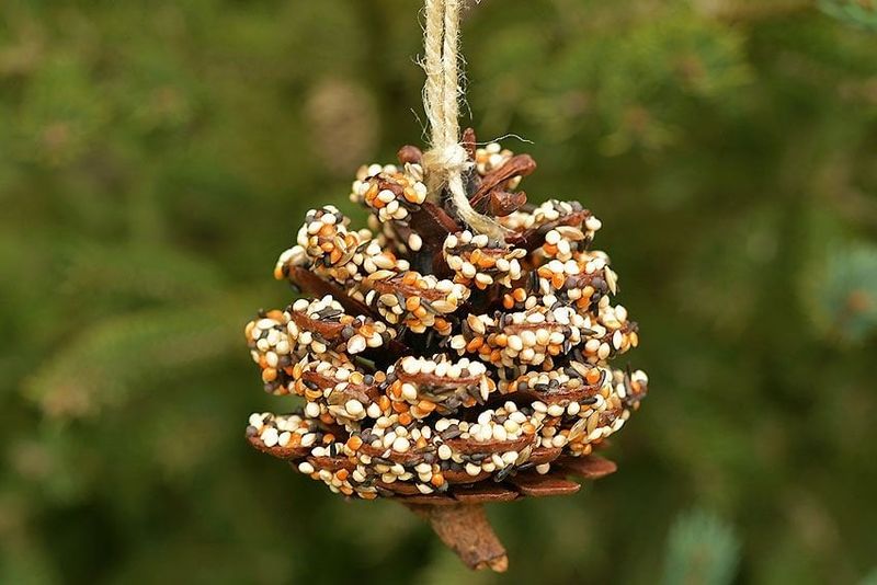 Pine Cone Delight
