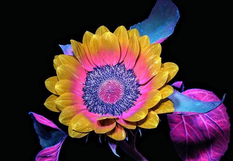 Buzzing With Ultraviolet: The Bee's Kaleidoscopic View
