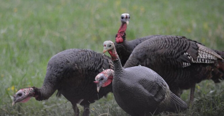 These U.S. States Are Packed With Wild Turkeys (One Has Over 500,000)