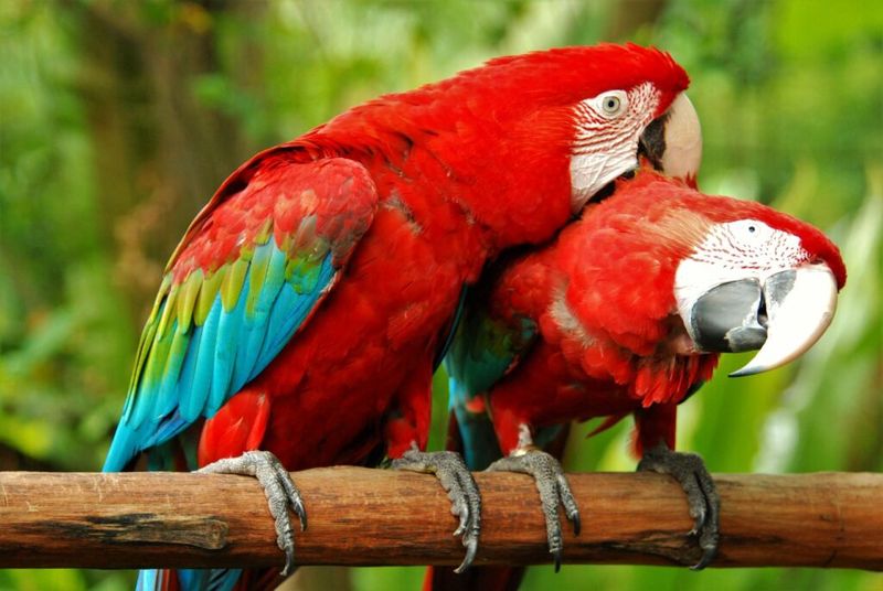 Emotional Creatures Who Need Companionship