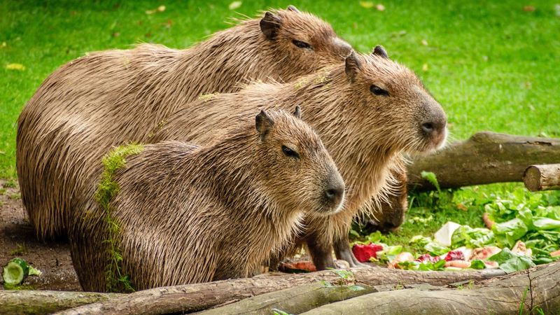 They Eat Their Poop (On Purpose!)