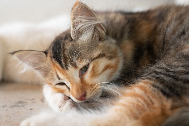 They Offer Quiet Comfort During Grief