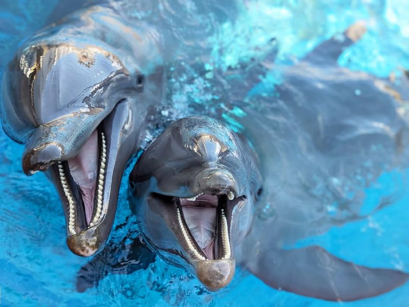 Dolphin Teeth Track Age Like Tree Rings