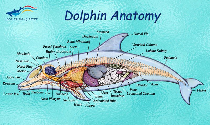 Dolphins Have Two Stomachs