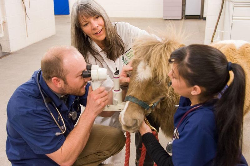 Prepare For Big Vet Bills