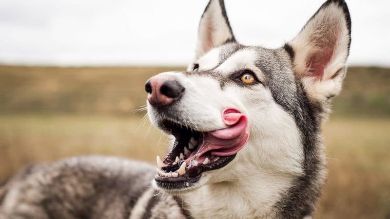 The Alaskan Husky's Unique Feeding Needs